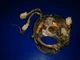 31108-ZA7-003ZA  31120-ZA7-631 STATOR housing  honda ex800 generator