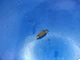 16011-ZA8-003  valve needle  for carburetor 16100-ZA8-000 honda ex650 generator