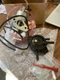 NEW FITS HONDA EU2200I GENERATOR CARBURETOR INCLUDES GASKETS,FUEL PUMP,SPARK PLU
